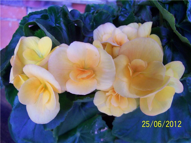 Begonije